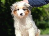Secereli Ausie  Avusturalya Çoban Köpeği Yavruları