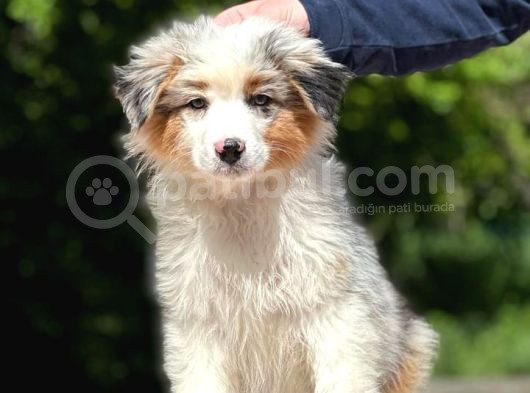 Secereli Ausie  Avusturalya Çoban Köpeği Yavruları görsel