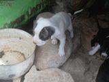 İki Adet Dişi Pitbull