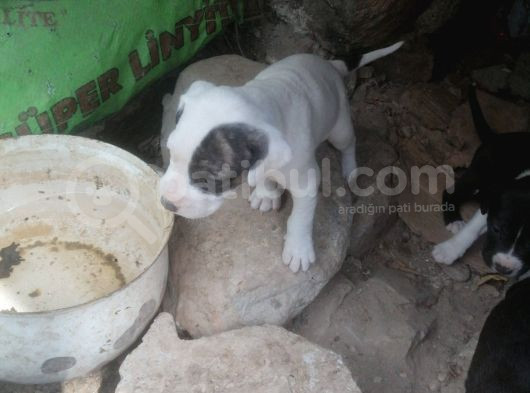 İki Adet Dişi Pitbull görsel