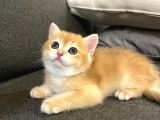 British Golden Shorthair Ny12 Yavru Kediler