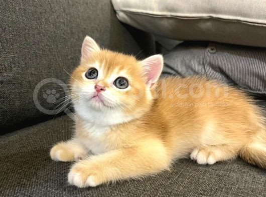 British Golden Shorthair Ny12 Yavru Kediler görsel