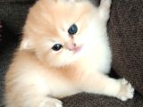British Golden Shorthair Ny12 Yavru Kediler