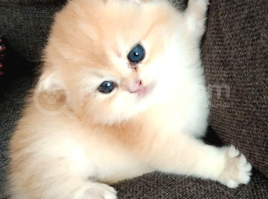 British Golden Shorthair Ny12 Yavru Kediler görsel