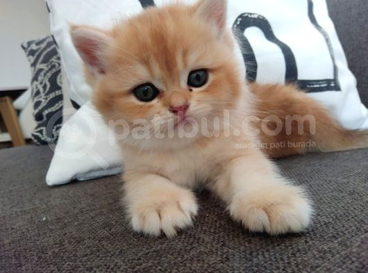 British Golden Shorthair Ny12 Yavru Kediler görsel