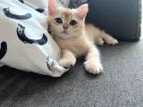 British Golden Shorthair Ny12 Yavru Kediler