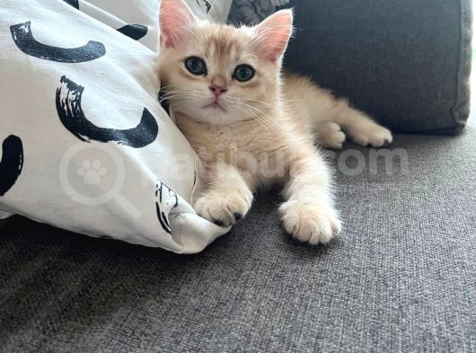 British Golden Shorthair Ny12 Yavru Kediler görsel