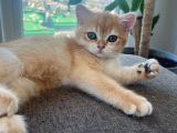 British golden shorthair NY12 yavru kediler