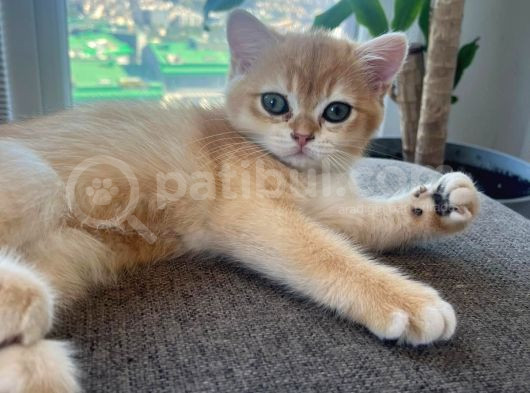 British Golden Shorthair Ny12 Yavru Kediler