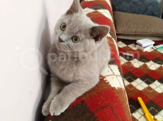 British Shorthair görsel