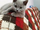 British shorthair