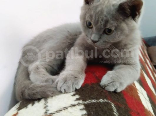 British Shorthair görsel