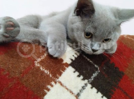 British Shorthair görsel