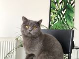 3 Yaşında Dişi British Shorthair