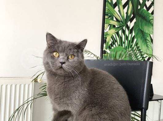 3 Yaşında Dişi British Shorthair