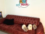 Petmode Köpek Çiftliğinden Kore Pomeranian Boo Yavrular