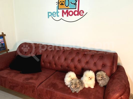 Petmode Köpek Çiftliğinden Kore Pomeranian Boo Yavrular görsel