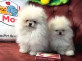 Petmode Köpek Çiftliğinden Kore Pomeranian Boo Yavrular