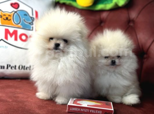 Petmode Köpek Çiftliğinden Kore Pomeranian Boo Yavrular görsel