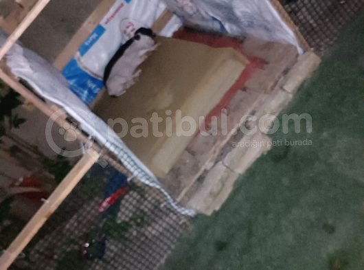 İki Adet Dişi Pitbull görsel