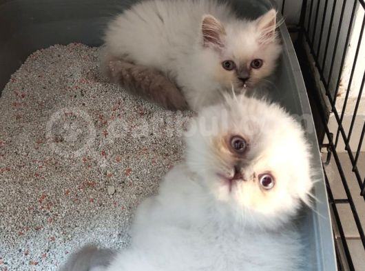 Blue Point British Ve Scottish Yavrularımız görsel