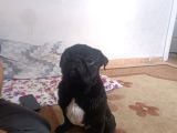 Pug Erkek Siyah 2 Yaşında