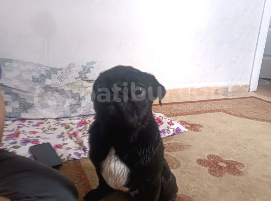 Pug Erkek Siyah 2 Yaşında görsel