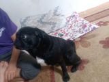 Pug Erkek Siyah 2 Yaşında