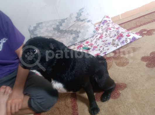 Pug Erkek Siyah 2 Yaşında görsel
