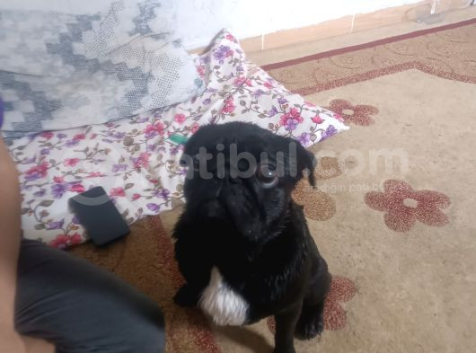 Pug Erkek Siyah 2 Yaşında
