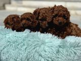Show Kalite Redbrown Toy Poodle Yavrularımız