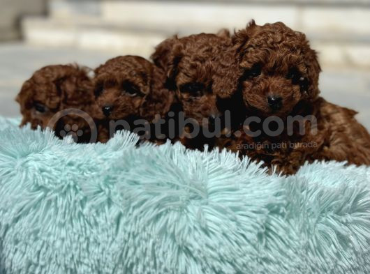 Show Kalite Redbrown Toy Poodle Yavrularımız görsel