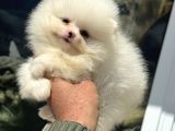 Petmode Köpek Çiftliğinden Kore Pomeranian Boo Yavrular