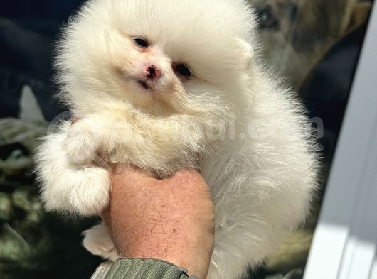 Petmode Köpek Çiftliğinden Kore Pomeranian Boo Yavrular görsel