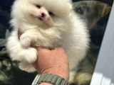 Petmode Köpek Çiftliğinden Kore Pomeranian Boo Yavrular
