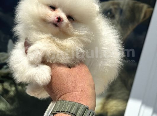 Petmode Köpek Çiftliğinden Kore Pomeranian Boo Yavrular görsel