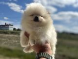 Petmode Köpek Çiftliğinden Kore Pomeranian Boo Yavrular