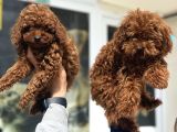 Show Kalite Redbrown Toy Poodle Yavrularımız