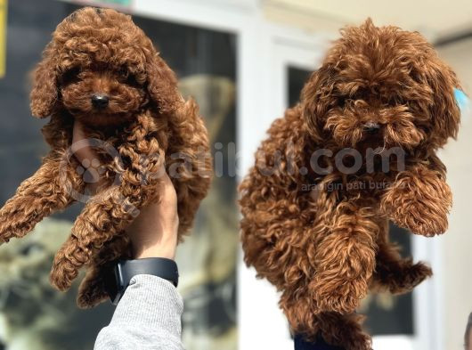 Show Kalite Redbrown Toy Poodle Yavrularımız görsel