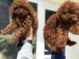 Show Kalite Redbrown Toy Poodle Yavrularımız