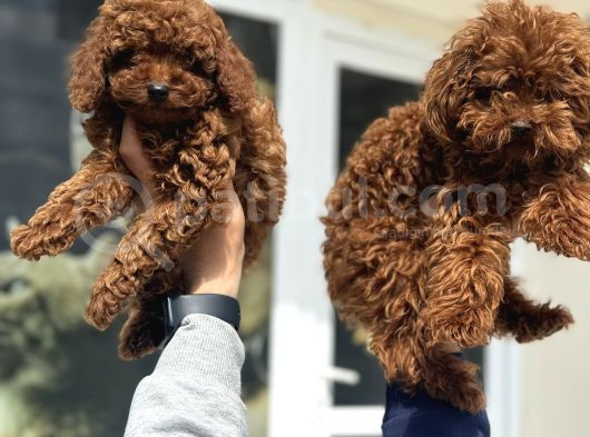Show Kalite Redbrown Toy Poodle Yavrularımız görsel