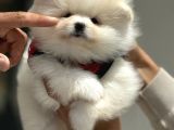 Petmode Köpek Çiftliğinden Kore Pomeranian Boo Yavrular