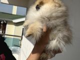 Petmode Köpek Çiftliğinden Kore Pomeranian Boo Yavrular