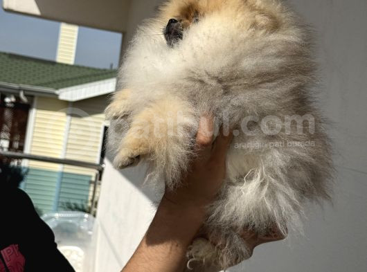 Petmode Köpek Çiftliğinden Kore Pomeranian Boo Yavrular görsel