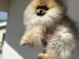Petmode Köpek Çiftliğinden Kore Pomeranian Boo Yavrular