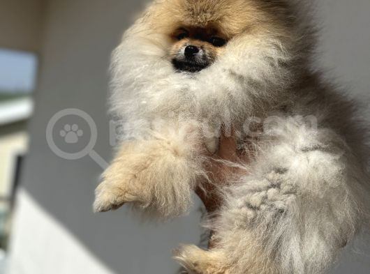 Petmode Köpek Çiftliğinden Kore Pomeranian Boo Yavrular görsel