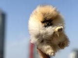 petmode Köpek Çiftliğinden Kore pomeranian Boo yavrular
