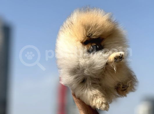 Petmode Köpek Çiftliğinden Kore Pomeranian Boo Yavrular