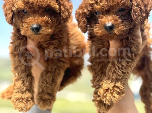 Show Kalite Redbrown Toy Poodle Yavrularımız görsel