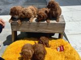 Show Kalite Çok Özel Red Maltipoo Yavrular